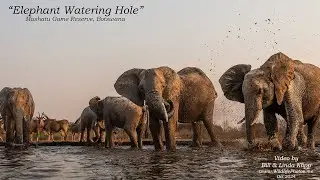 Elephants Up Close -- Mashatu Botswana Photo Hide