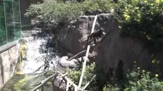 Monkey and Otter Together /Дружба Обезьяны и Выдры