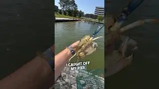 How I Catch Crabs 😬👀🦀 #chesapeakebay #crabbing #bluecrab
