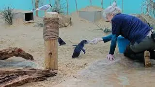 Little Blue Penguins getting their dinner in the Bronx Zoo, New York City! 😍 #zoo