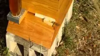 Beehive Update