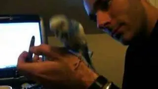 The Mikko Budgie - Jiggy Jiggy Dance Boogie Playtime!