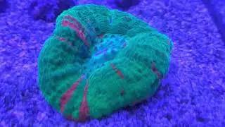 Reef tank update with Red Sea NOPOX