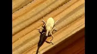 Snout Beetle - Curculionidea - Snuitkever