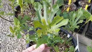 Our Figs Waking Up And Throwing A Little Genetic Variation