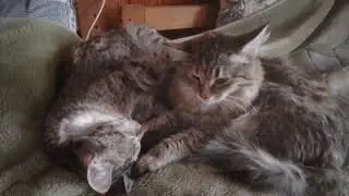 Кошачья любовь