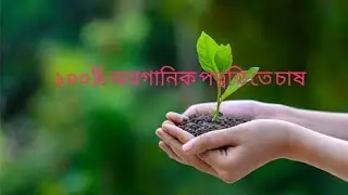 ১০০ % জৈব পদ্ধতিতে পান চাষ , Organic Pan Chas  , Organic chas , জৈব পান
