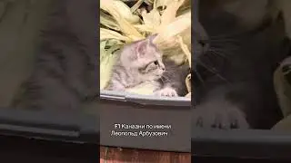 Вы ещё не видели Канаани? Начните с Леопольда Арбузовича 😎🐆