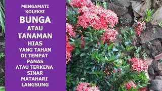 #DIRUMAHAJA MENGAMATI BUNGA / TANAMAN HIAS TAHAN PANAS ATAU TERKENA SINAR MATAHARI LANGSUNG