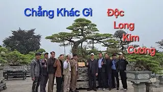 CÂY LONG QUÝ chẳng khác gì * ĐỘC LONG KIM CƯƠNG * vườn anh Thanh - Hưng Yên - đt : 0977001888 .
