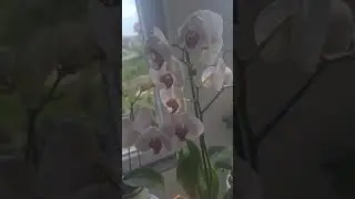 orhideje #orchid  #orkide #flowers #orchidcare