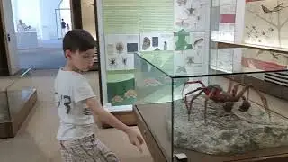 мир насекомых в музее # the world of insects in the museum # die Welt der Insekten im Museum