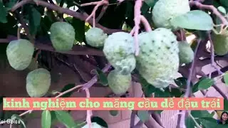 cách phối nụ mãng cầu | kinh nghiệm cho mãng cầu dễ đậu trái | chăm sóc gốc mãng cầu cho trái to