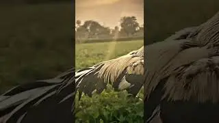 Aseel Farm #Aseel #Aseelfarm #Aseelmurga