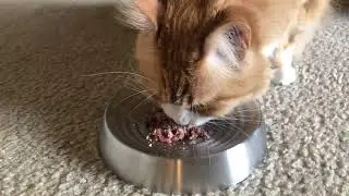 CatGuru Cat Bowls, Whisker Stress Free Food Bowl, Reliefs Fatigue, Wide Non Slip Shallow Dish Review