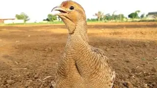 Grey Francolin Breeding Season | Sindhi Teetar