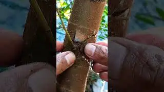 Practical tips and tricks for transplanting shoots with the letter 