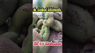 Jackfruit kg only ₹25 in this market 😲 | Super challenge || jackfruit price #short #shorts #Triba...