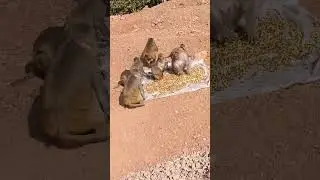 bagaiwsar dham ki jay#monkeylovers#newtrending #shortvideo #today