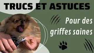 🐶 Comment couper les griffes de mon chien ? 🐾 : ✦ 100% #POMERANIAN