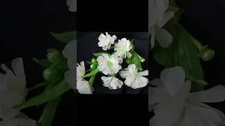 beautiful flowers from plastic bags/plastic bag reuse idea