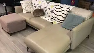 Bambi binkys on sofa (May 2025)