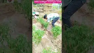 Palair | Next MLA | పాలేరు | Paleru MLA | Palair 2023 Election | #paleru #khammam #palair