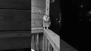 🦉 Owl Caught on CCTV Making a 