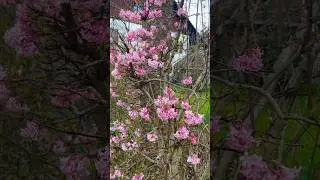 Spring fragrance🇨🇭 #short #shortvideo