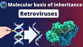 Retroviruses in HIV || Double stranded RNA Viruses replication || RUBEX
