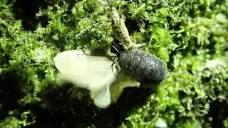Winter Moth Operophtera brumata predated by a woodlouse