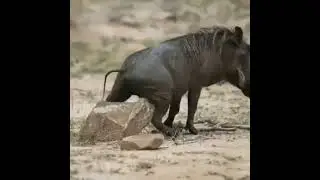 Animals Being Jerks | #shorts | r/animalsbeingjerks