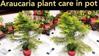 Why araucaria plant turn yellow, Araucaria plant care, christmas tree care, norfolk island plant