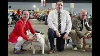 Bulldog Exposition internationale de Geneve jour 1 - cacib femelle et bob
