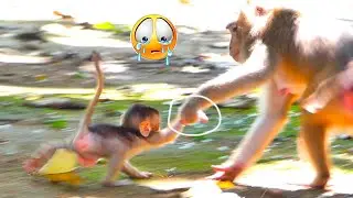 Looks very funny Mom... Young runs her adored macaque baby monkey like😭f.o.r.c.i.n.g to walk