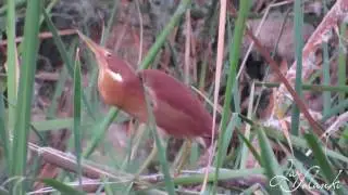 Cinnamon bittern Call 2016 @ Jay Solanki