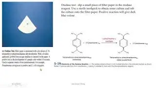 SIR2005: Principles of selected biochemical tests for bacterial identification