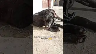 bina bhonka viral@bindiyarajput28 #labrador#dog#dogshorts#funny#trending#viralshort#views#shot