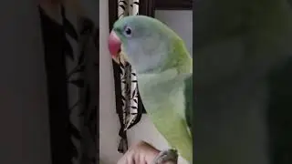 How to Teach Your parrot To Talk | parrot Training