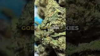Cheetah Piss Strain: Unlocking the Aroma, Flavor & Breeder Secrets!