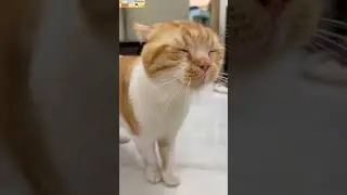 Your Daily Pet Laughs &ndash; Episode 7 🐶🐱😂   #PetShorts #FunnyCatsAndDogs#CatFails #DogFails