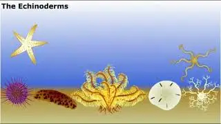 Phylum echinodermata