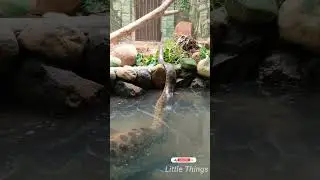 #short Trivandrum Zoo #7 Anaconda 🐍🐍🐍#Little Things