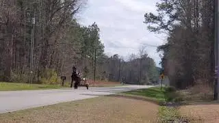friesian percheron cross gelding