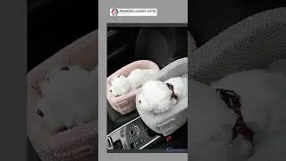 DON'T BUY A PET CAR BOOSTER SEAT UNTIL YOU SEE THIS