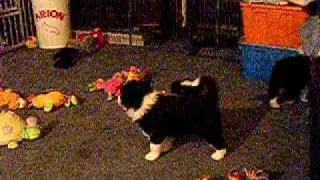 Q'Celtic litter born  25.04.2009 - part 44 - 5wo