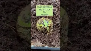 Tong Feeding Pac Attack to Fantasy Pacman Frog