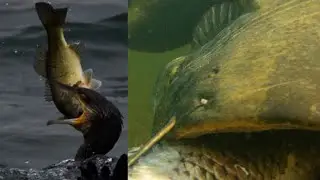 Il Cormorano ed il Siluro sono Specie invasive in Europa? - by Catfishing World