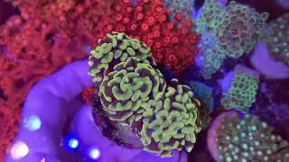 Euphyllia. Relax Coral Reef. Интернет магазин REEF EXCLUSIVE