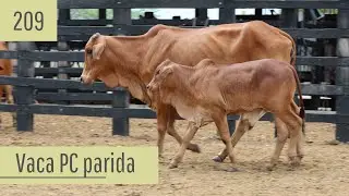 Vaca Sindi PC parida brinco 209 - Vendas 2026.1
